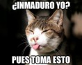/album/fotogaleria/inmaduro-yo-pues-toma-esto-gato-gatito-sacando-la-lengua-jpg/