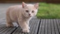 /album/fotogaleria/mirada-de-gato-jpg/